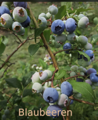 Blaubeeren Heidelbeeren